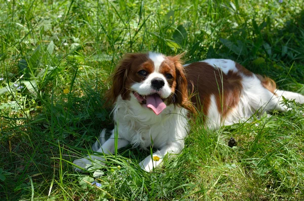 Sevimli köpek, Cavalier King Charles Spaniel (çalıştırdıktan sonra Blenheim)