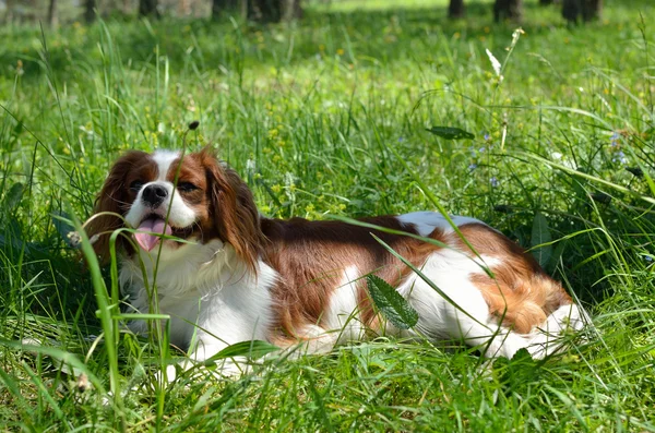 Sevimli köpek, Cavalier King Charles Spaniel (çalıştırdıktan sonra Blenheim)