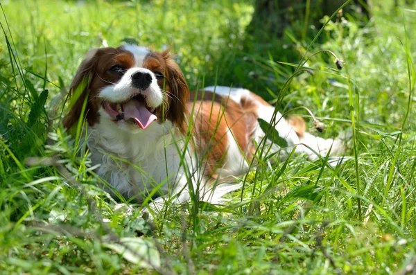 Sevimli köpek, Cavalier King Charles Spaniel (çalıştırdıktan sonra Blenheim)