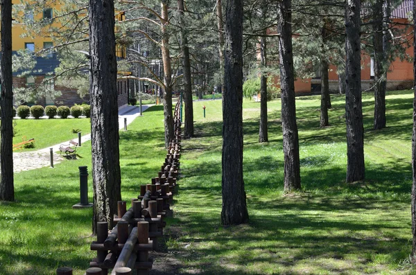 Árvore de coníferas caídas na floresta — Fotografia de Stock