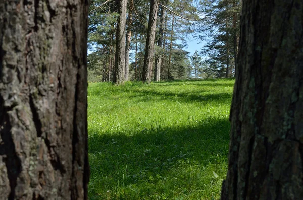 Горный лес через хвойные деревья — стоковое фото