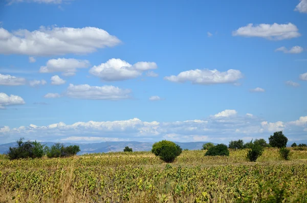 Pelagonia Landscape in Summer — Stock Photo, Image