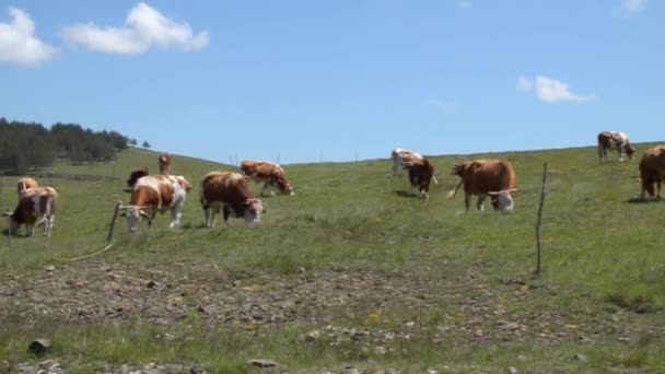 Панорамування над корів — стокове відео