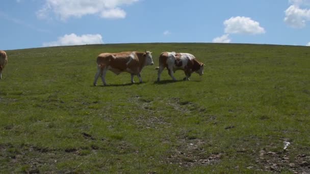 Dos vacas de pastoreo — Vídeo de stock