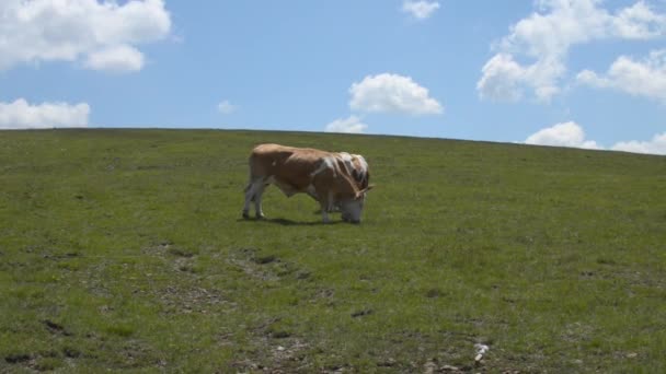 Deux vaches brouteuses  