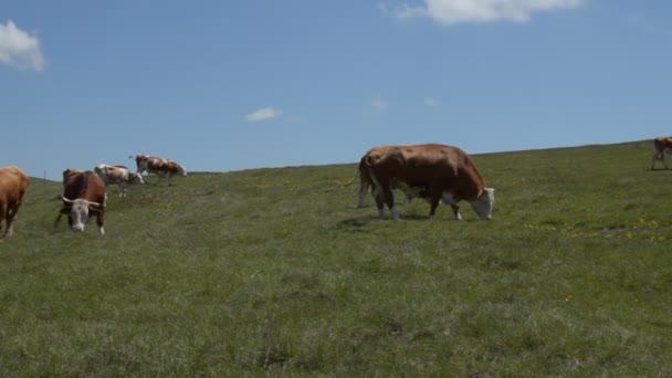 Panoramique à travers les pâturages 