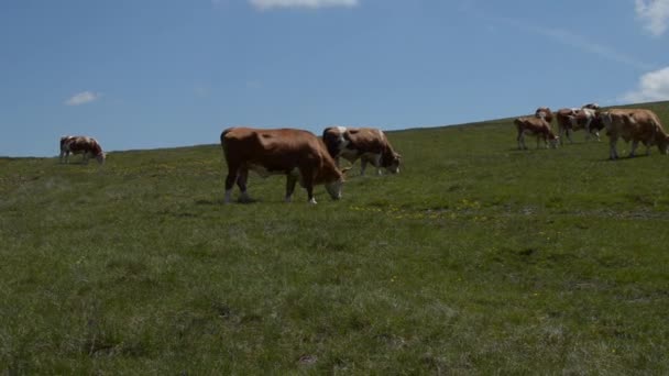 Troupeau de vaches brouteuses  