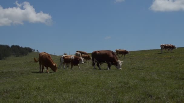 Manada de vacas pastando en el prado — Vídeo de stock