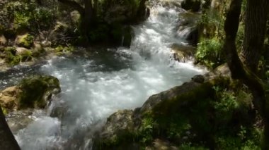 Ormandaki dağ nehri