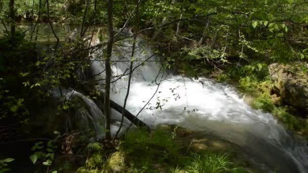 Chute à travers les arbres — Video