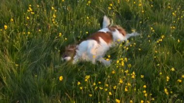 Köpek tırmalamak onun geri karşı Lawn olduğunu