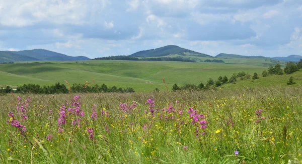 Pink Wildflowers and Hills — Stock Photo, Image