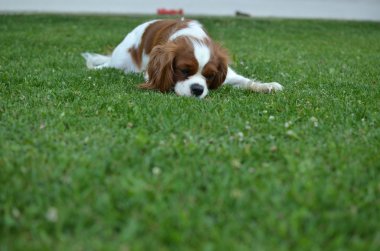 bir çim üzerinde köpek