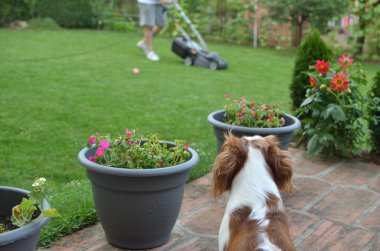 Köpek ve çim biçme makinesi