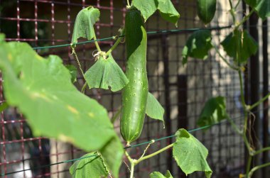 Bir bahçe içinde taze salatalık