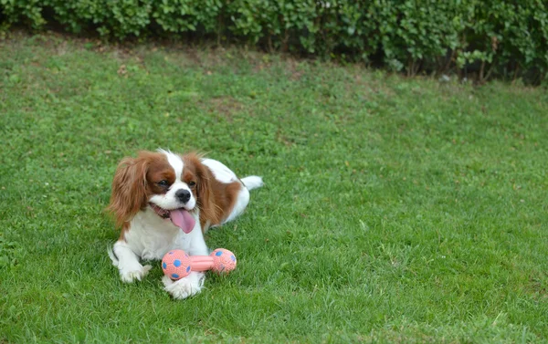 Bir Çimenlikte oturan köpek — Stok fotoğraf