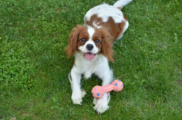 Köpek onun oyuncak ile yeşil çimenlerin üzerinde