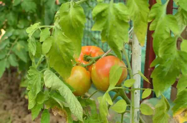 Half Ripe Tomatoes — Stock Photo, Image