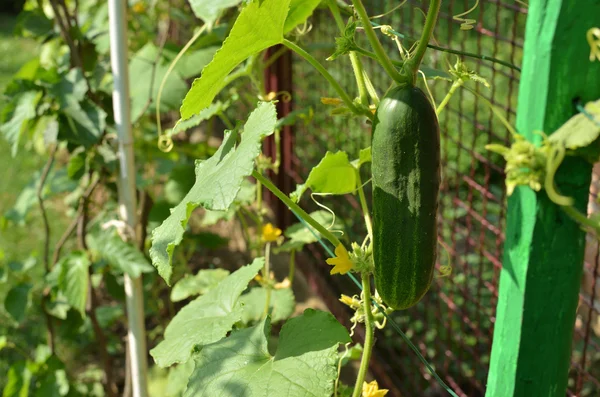 Pepino fresco em um quintal — Fotografia de Stock