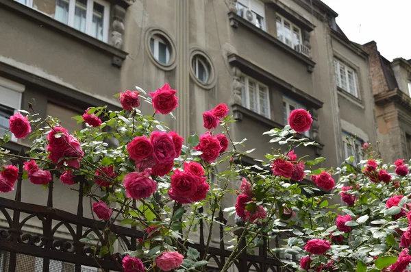 Stock image Red Roses in Downtown