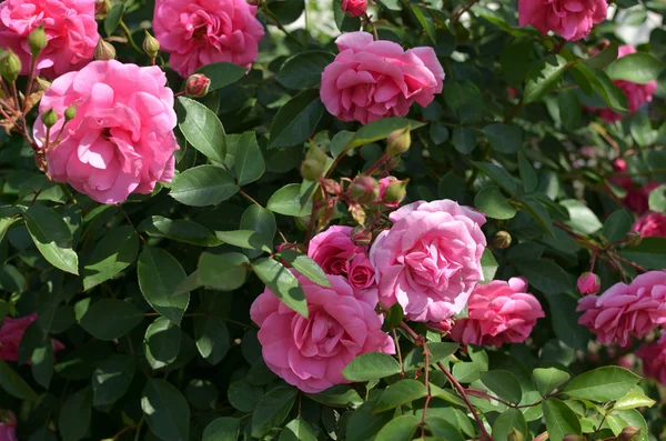 Μπους του ροζ τριαντάφυλλα — Φωτογραφία Αρχείου