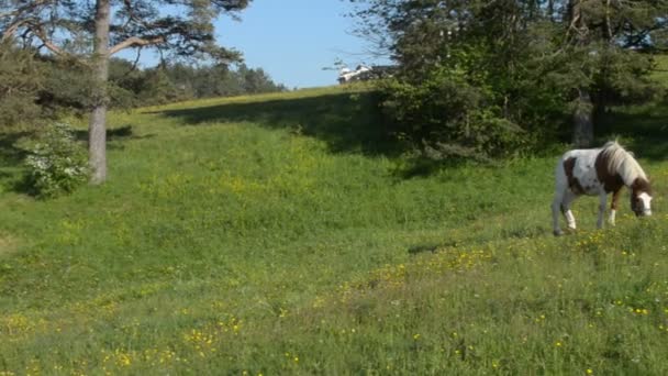 Panoramique sur cheval de pâturage 