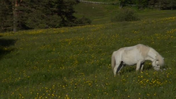 Panorámica a través de un campo donde el caballo blanco Grazing — Vídeos de Stock