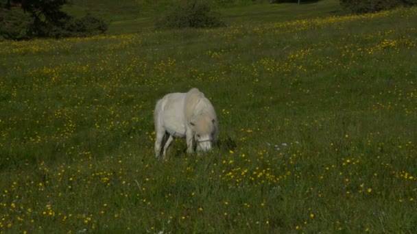Білий кінь випасу в сільській області — стокове відео