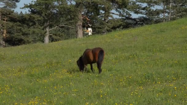 Brun häst betande i ett fält — Stockvideo