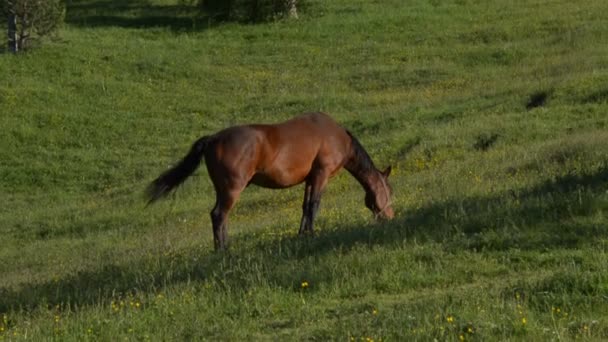 Handheld Shot van het bruine paard begrazing — Stockvideo