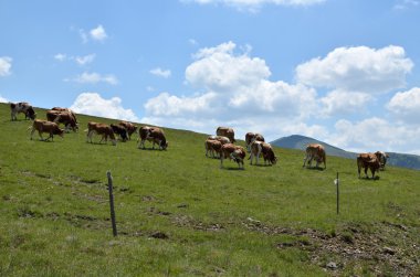 İnekler otlatma ile mera