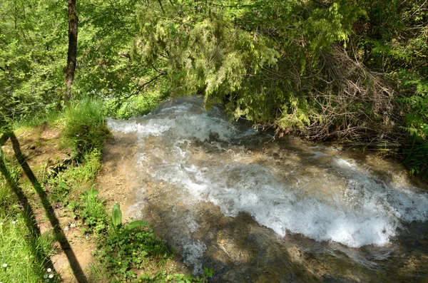 Ruisseau à travers la forêt — Photo