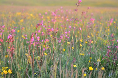 Bir çayır üzerinde bulanık kır çiçekleri
