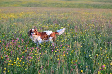 Köpek alanı ile kır çiçekleri