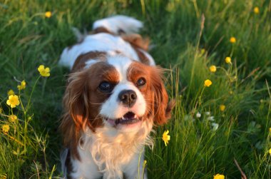 Cavalier King Charles Spaniel Blenheim Close-Up