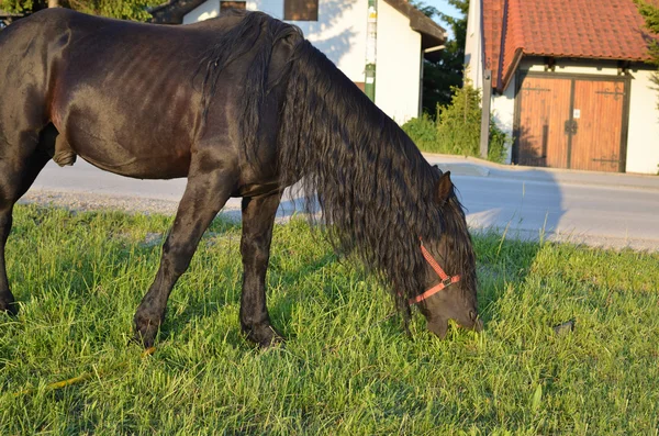 Czarny koń pastwiskowy — Zdjęcie stockowe