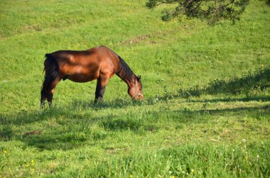 Yeşil alan üzerinde otlatma at