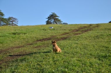 küçük kahverengi köpek
