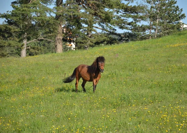 緑の野の馬 — ストック写真