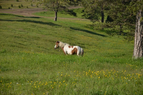 Cavallo su campo verde — Foto Stock