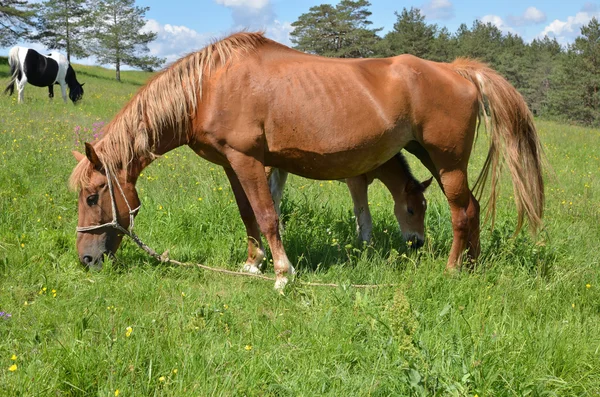 Weiland met paard en veulen — Stockfoto