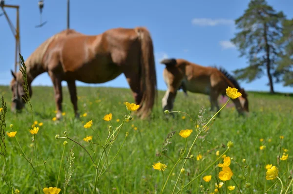 Prato con ranuncoli e cavalli marroni — Foto Stock