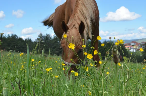 Zbliżenie brązowy koń pastwiskowy w polu — Zdjęcie stockowe