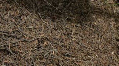 Karınca yuvası üzerinde kaydırma