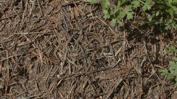 Gros plan d'une fourmilière 