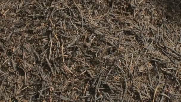 Fourmilière et fourmis 