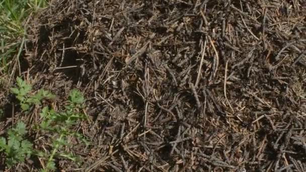 Panning sobre formigas no dia ensolarado — Vídeo de Stock