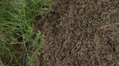 Karınca yuvası üzerinde kaydırma ve statik anlık görüntü