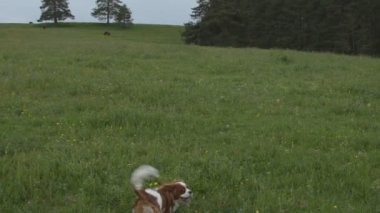 Köpek oyuncak getirmek için öğretim