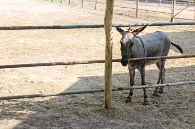 Gri eşek çitin yakınındaki bir tarlada duruyor.